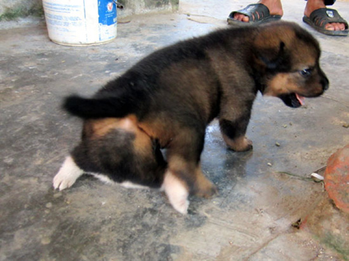 “Thừa”[-]một[-]phần[-]cơ[-]thể,[-]2[-]chân,[-]2[-]bộ[-]phận[-]sinh[-]dục[-]nhưng[-]con[-]chó[-]vẫn[-]phát[-]triển[-]và[-]đi[-]lại[-]bình[-]thường[-]